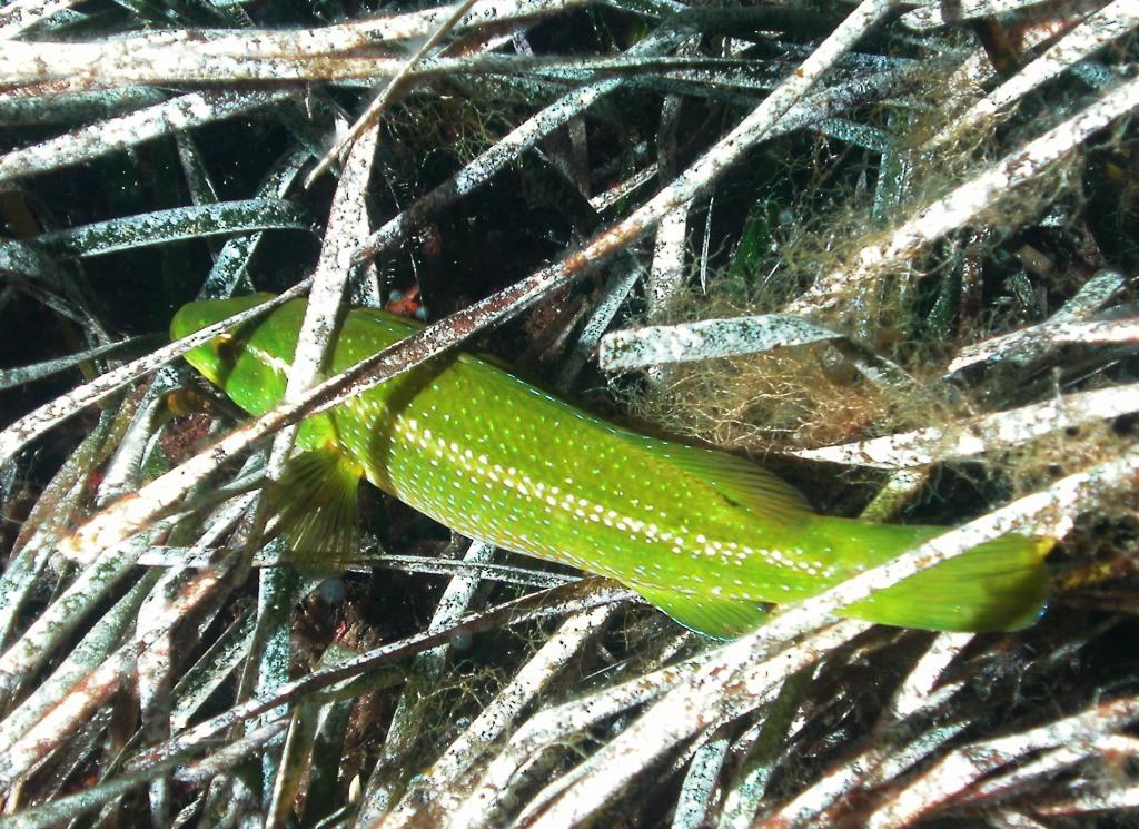 Labrus viridis